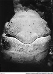 Historisches Foto von Pithontoton sp. (NHMW-AFW-GEO-BACHMAYER-FOTO-1990-0041-4899)